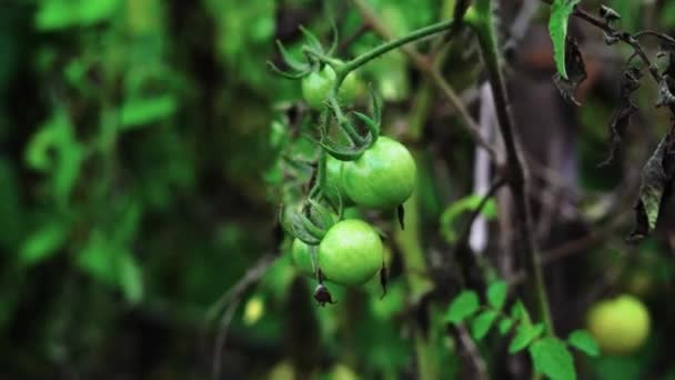 Tomates verdes crescendo no jardim em casa — Vídeo de Stock