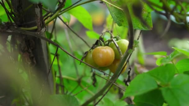 Un ramo de tomates pequeños creciendo en un arbusto — Vídeo de stock