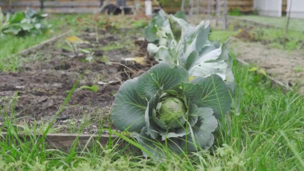 The harvested white cabbage lies near the garden — Stock Video