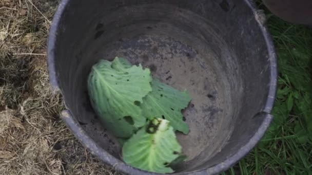 Kasta bort överskott av bortskämd kål blad i en plast hink — Stockvideo