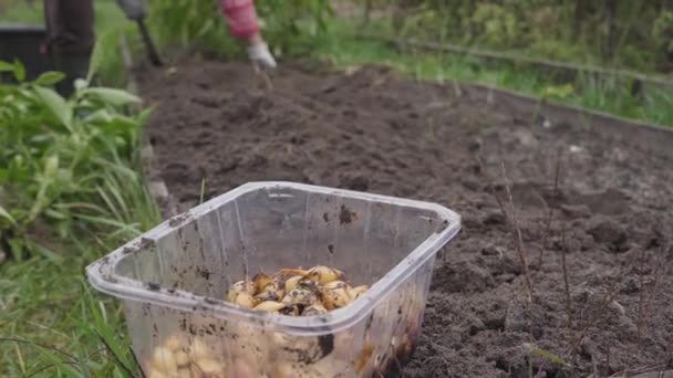 Förbereda en bädd för plantering av vinterlök i förgrunden — Stockvideo