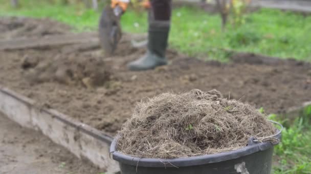 Escavando jardim com uma pá contra o fundo de um balde de grama seca — Vídeo de Stock