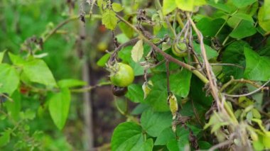 Bahçe yatağında yavaş çekimde büyüyen yeşil bir domatese çarptım.