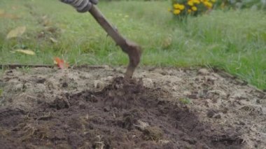 Kış hazırlıkları için kuru çim yataklarında toprak sürerler.