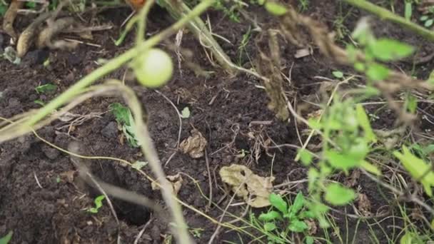 スローモーションで庭のベッドの地面から植物を引き抜くプロセス — ストック動画