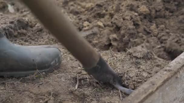 Gräva trädgården med en spade manuellt innan plantering — Stockvideo