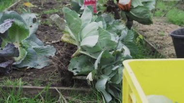 Kıştan önce bahçeden beyaz lahana topluyorum.