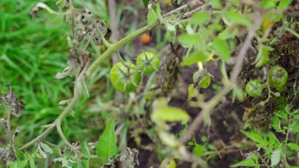 Une image filante avec deux tomates vertes dans un lit de jardin au ralenti — Video