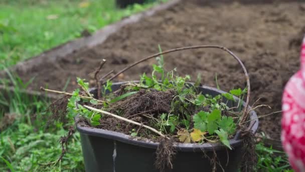 Dejar caer las malas hierbas del jardín en un cubo para convertirlas en fertilizante — Vídeo de stock
