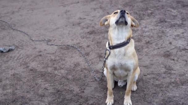 Obbediente cane luce si siede e guarda la fotocamera — Video Stock