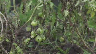 Yeşil domatesli solmuş domates çalıları.