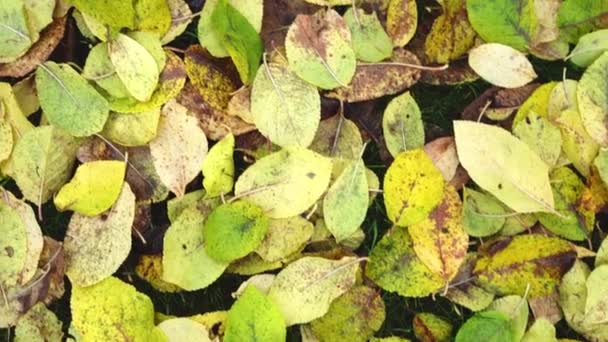 Elhullott sárga levelek pásztázása ősszel — Stock videók