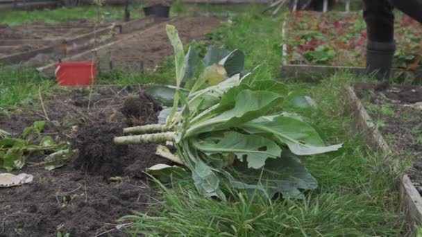 Cleaning the beds from white cabbage waste — Stock Video