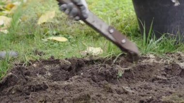 Kış hazırlıkları için kuru çim yataklarında toprak sürerler.