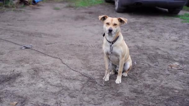 Слухняний легкий собака сидить і дивиться на камеру — стокове відео