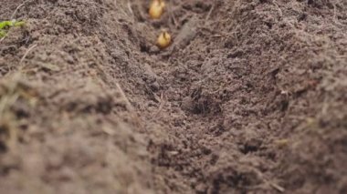 Kış soğanlarını eldivenle toprağa ekme süreci.