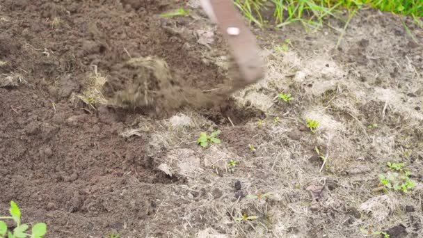 Terrain soufflant dans des herbiers secs pour la préparation hivernale — Video