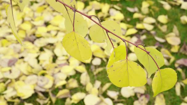 Une branche d'arbre aux feuilles jaunes oscille dans le vent en automne — Video
