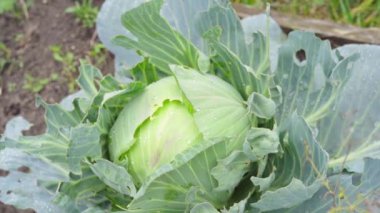 Brüksel bir sapta olgunlaşıyor ve rüzgarda sallanıyor