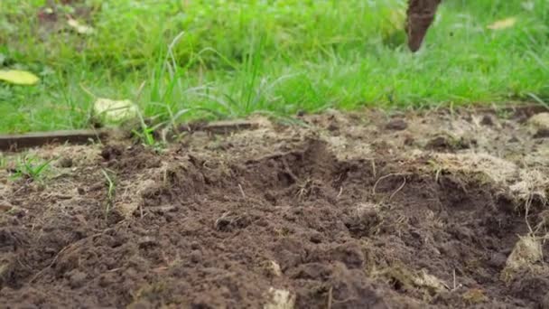 Вспахивание земли в сухих травяных грядах для подготовки к зиме — стоковое видео