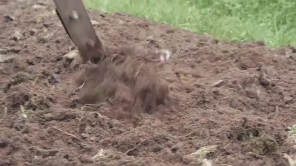 Lövmark i torra gräsmattor för vinterberedning — Stockvideo