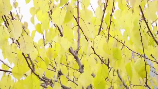 Una rama de árbol con hojas amarillas se balancea en el viento en otoño — Vídeo de stock