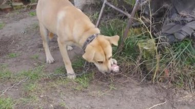 Açık kahverengi evcil bir köpek büyük bir kemiği büyük bir zevkle çiğner.