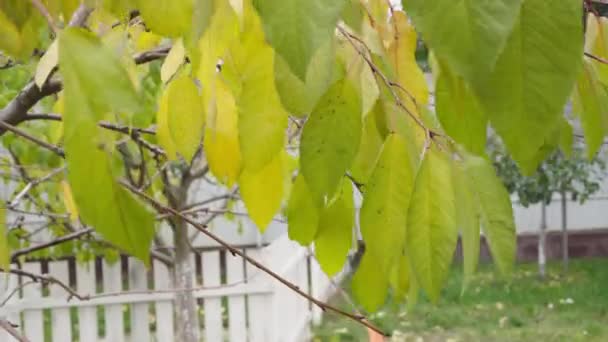 Una rama de árbol con hojas amarillas se balancea en el viento en otoño — Vídeos de Stock