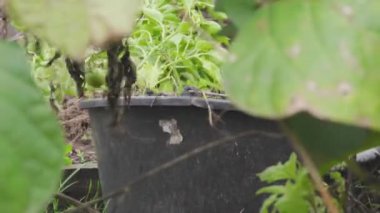 Bahçedeki yabani otları gübreye dönüştürmek için kovaya atıyorlar.