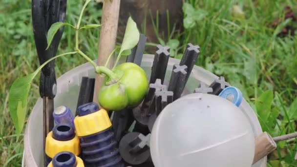 Kleine selbstgemachte grüne Paprika liegt in einem Eimer mit Gartenwerkzeug — Stockvideo