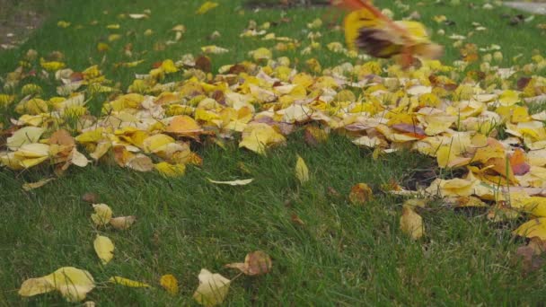 Nettoyage des feuilles jaunes tombées de la pelouse avec un râteau spécial en automne — Video