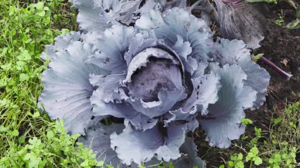 Red cabbage growing in a home garden close-up — Stock Video