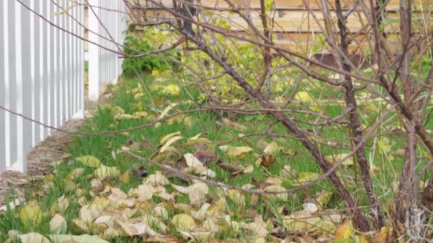 Jardín de otoño con hojas amarillas caídas en el césped en tiempo ventoso — Vídeo de stock