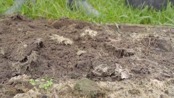 Lövmark i torra gräsmattor för vinterberedning — Stockvideo