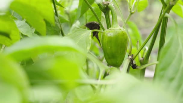 Green bell pepper growing in the garden bed in the foreground of work in garden — Stock Video