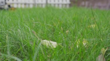 Kiev, Ukrayna - 14 Kasım 2020: McCulloch çim biçme makinesiyle çim biçme işlemi