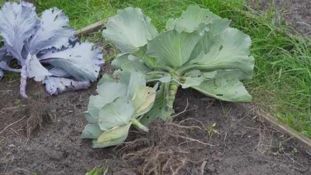 Throwing away the stalks of white cabbage after separating the head — Stock Video