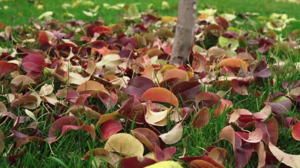 Падающие жёлтые листья на зелёной лужайке в замедленной съемке — стоковое видео