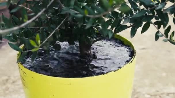 Riego de un olivo de interior en una olla al aire libre — Vídeo de stock