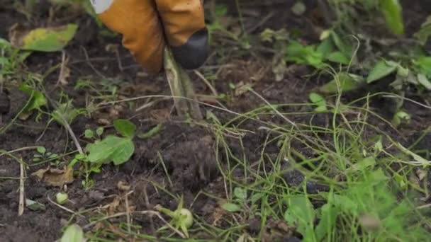 Le processus de retrait des plantes du sol dans un lit de jardin au ralenti — Video