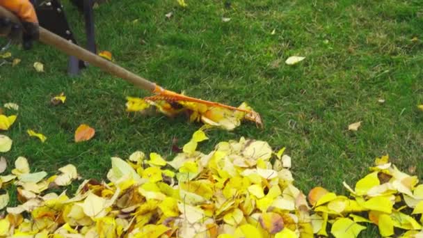 Gevallen gele bladeren van het gazon reinigen met een speciale hark in de herfst — Stockvideo