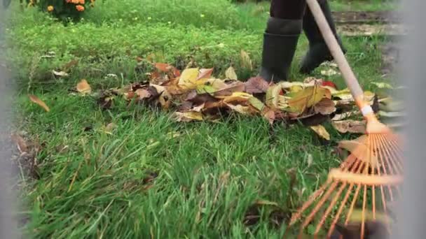 Čištění spadlých žlutých listů hráběmi z trávníku na podzim — Stock video