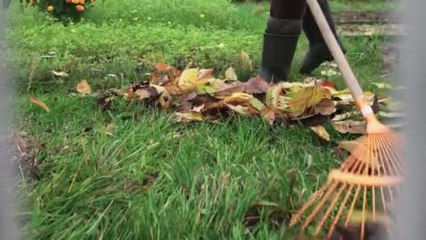 Sonbaharda çimenlikten düşen bir tırmıkla düşmüş sarı yaprakları temizliyorum. — Stok video