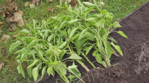 Bushes of green bell pepper lie near a peeled garden before winter — Stock Video