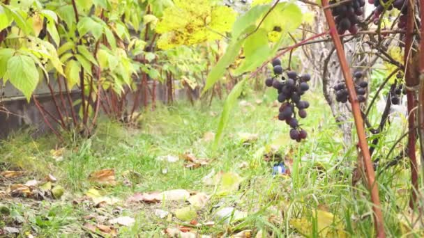 Un racimo de uvas negras maduras colgando en un viñedo casero — Vídeo de stock