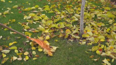 Sonbaharda çimenlikten dökülen sarı yaprakları özel bir tırmıkla temizliyorum. 