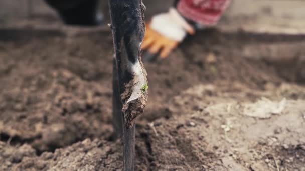 Land pflügen in trockenen Grasbeeten zur Wintervorbereitung — Stockvideo