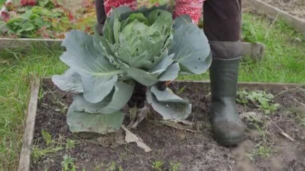 スローモーションで地面から白いキャベツの茎を引っ張る — ストック動画