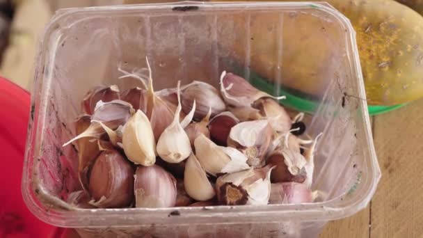 Vouwen van de knoflookoogst in een container voor het planten voor de winter — Stockvideo