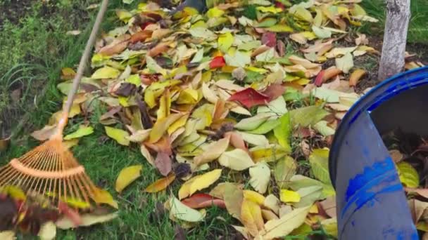 Het reinigen van gevallen gele bladeren met een hark van het gazon in de herfst — Stockvideo